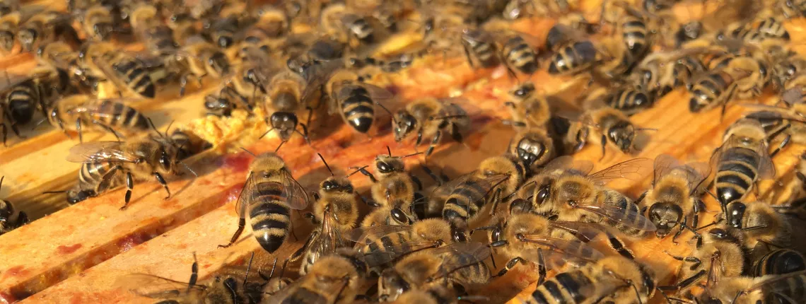 Bee's at Vetrotech